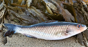 Sea Bass Small